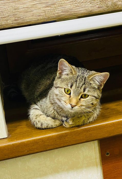 Отдам в добрые ответственные  руки.