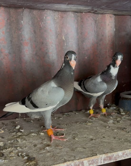 Турецкая адана продам !