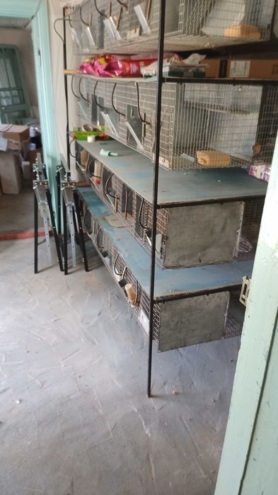 Accesorii iepuri, chinchilla