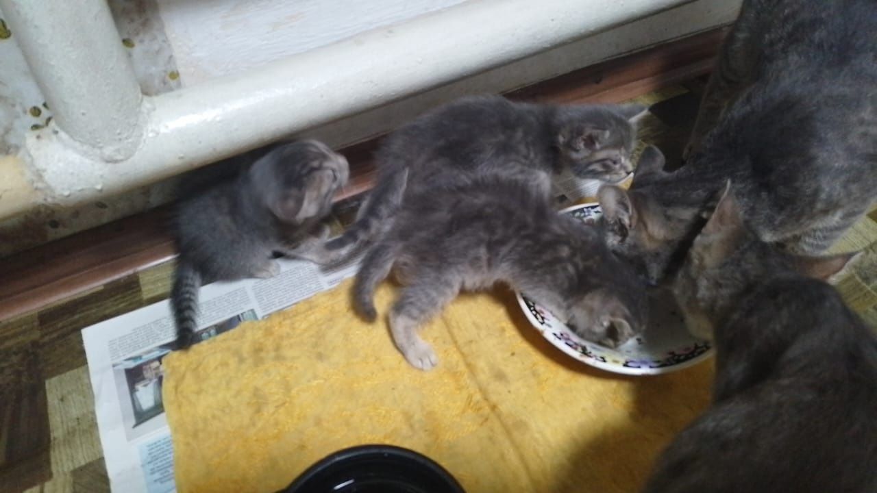 Отдам котят в хорошие руки