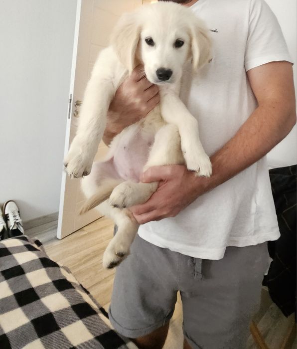 Продава се Голден Ретривър