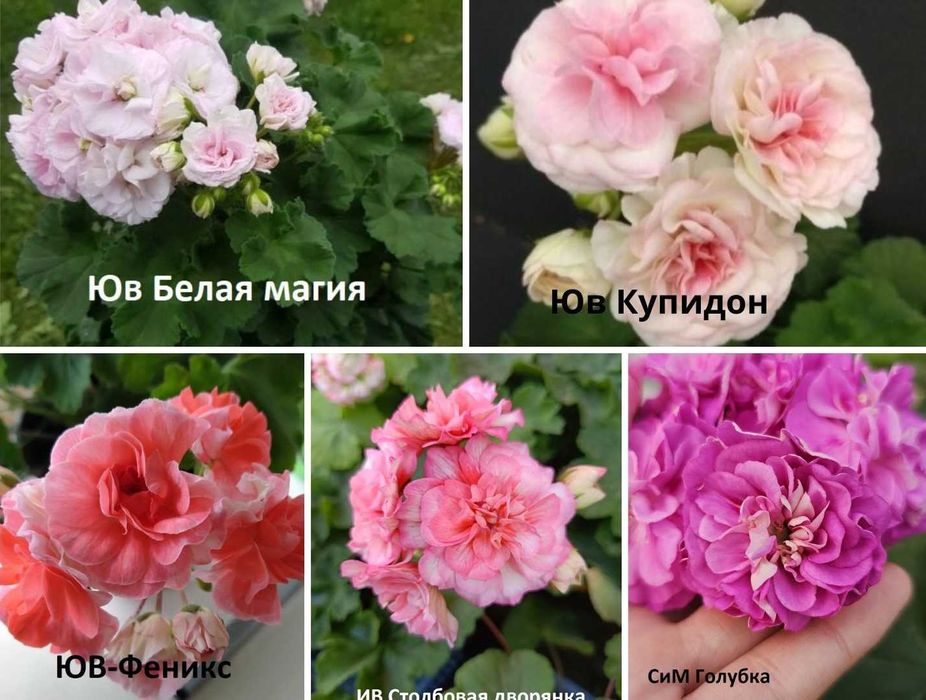 Продам сортовую пеларгонию