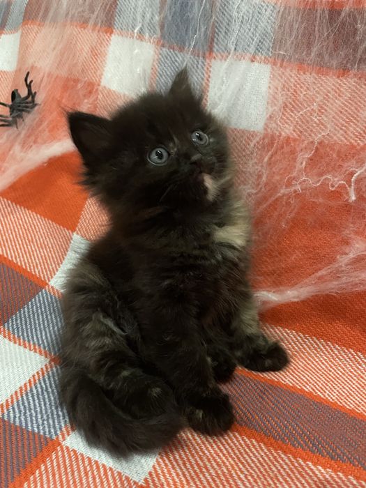 отдам котенка-девочку в добрые руки!