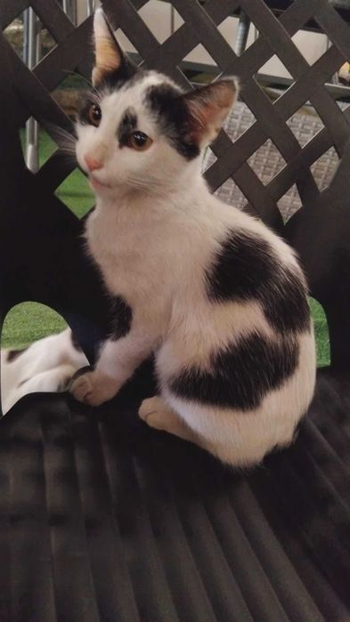 Коте Вегас търси дом