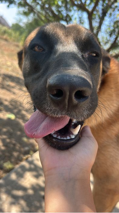 Caine de vanzare:Malinois in vasrta de 1 an