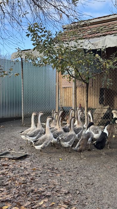 Gâște americane (femele)