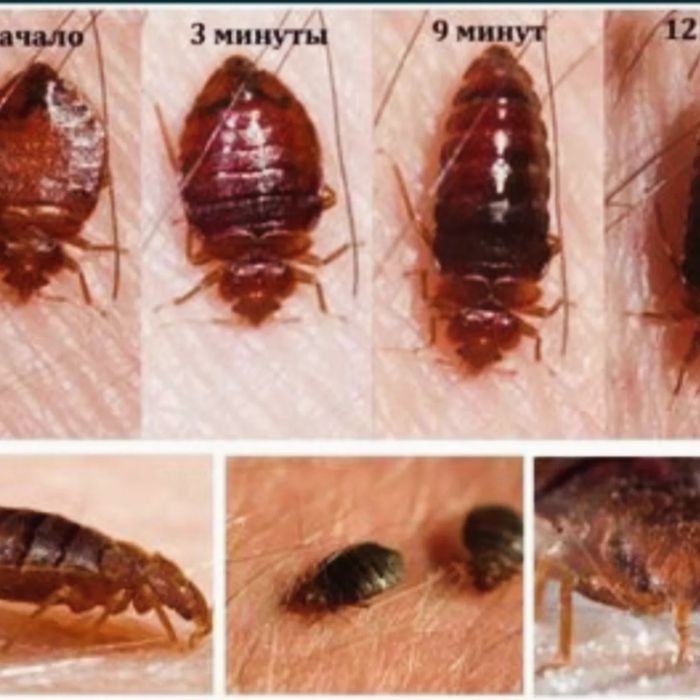 Дезинфексия хизмати 24/7