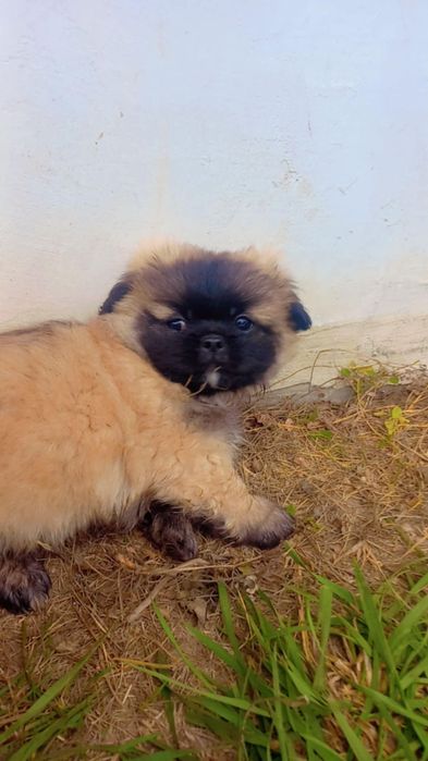 Малки чистокръвни пекинези