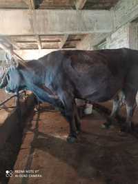 Крупная корова с двумя бычками, мясной породы
