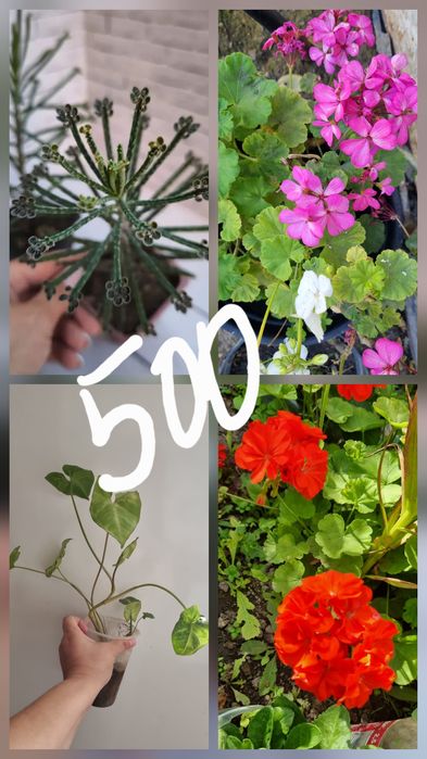 Растения, цветы,саженцы