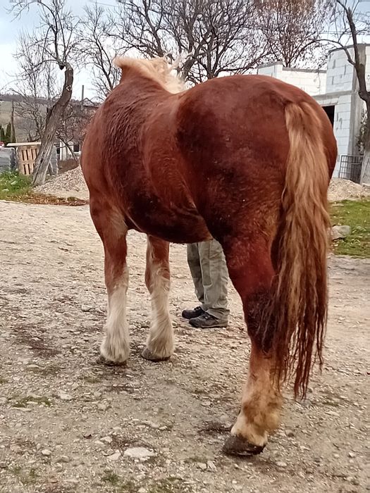 Vând manză de 2 ani