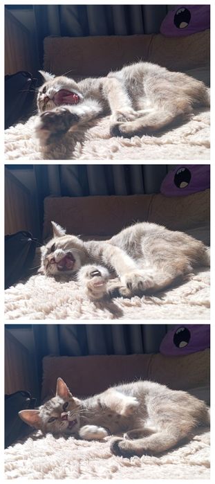 Котёнок (девочка) ищет дом