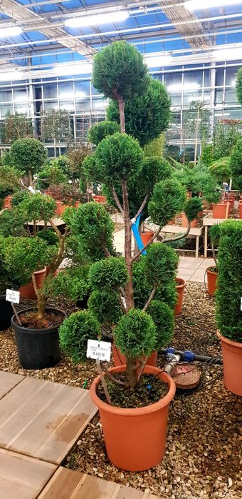 Vindem diferite specii de plante pon pon spirală