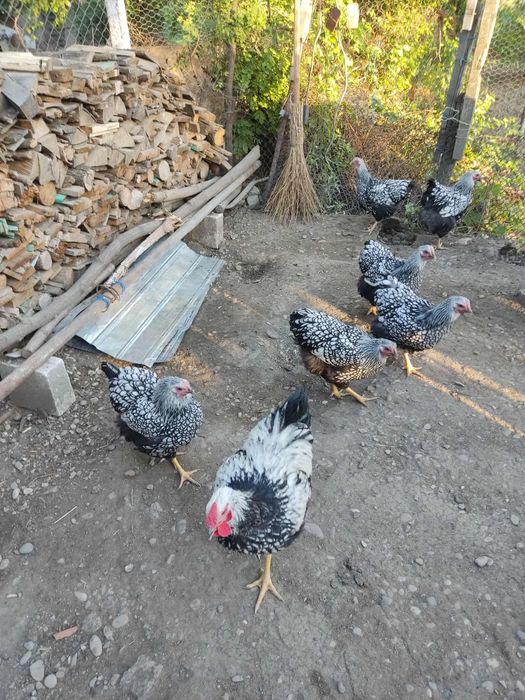 Gaini Wyandotte Familie 6+1 ORIGINALE