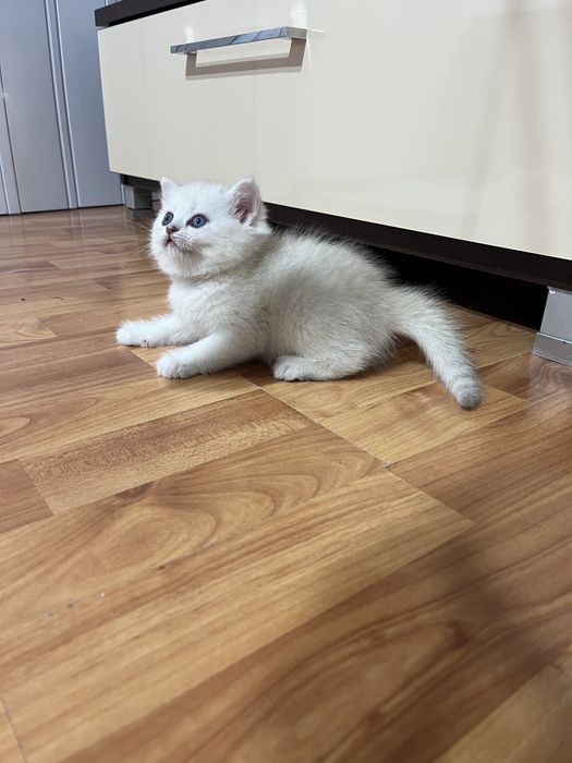 British shorthair shadedpoint