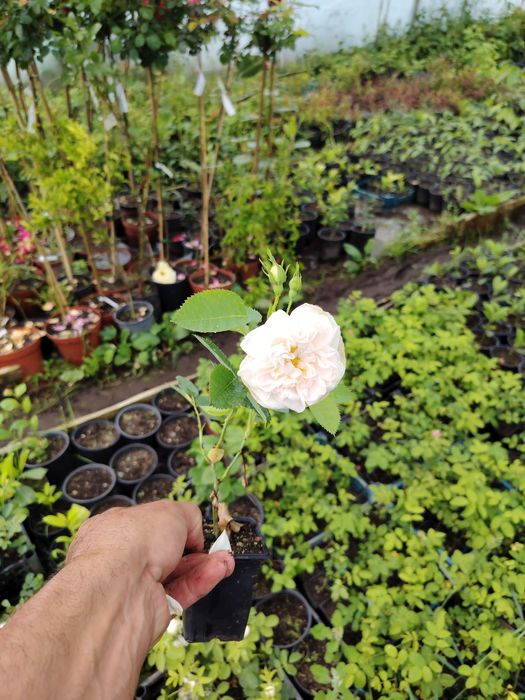 Trandafir  pentru dulceata  Damascena într-o oală