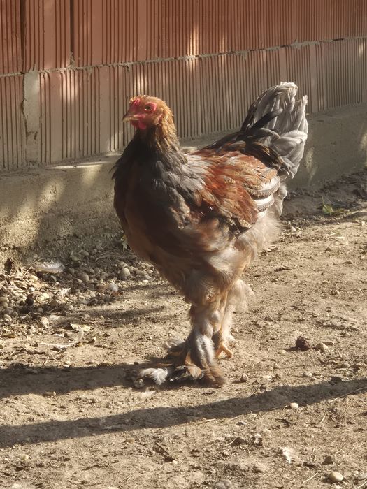 Cocoși brahma tineret 2025 inelati