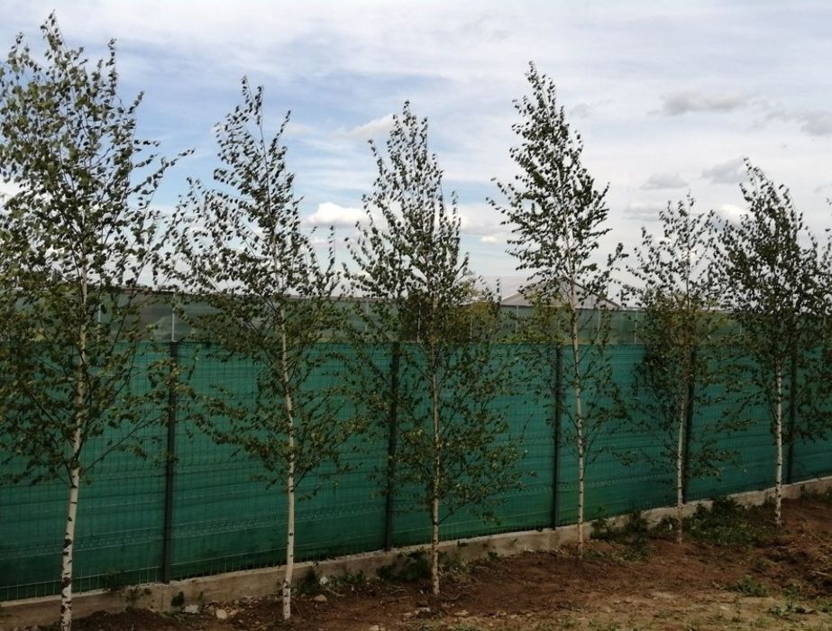 Tuia Copaci ornamentali