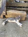 ofer spre adoptie 9 pui de pisica, aproximativ 6 saptamani