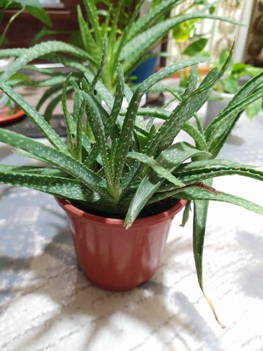 Домашние цветы, комнатные растения