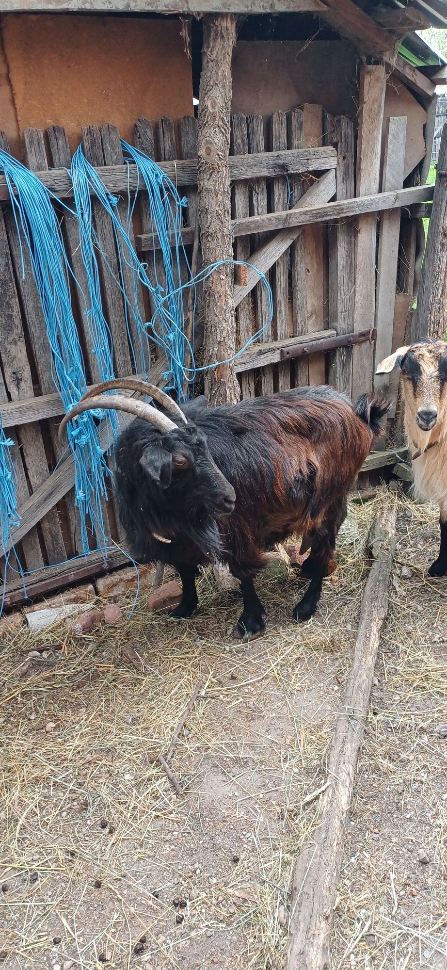 Vând Capre românești