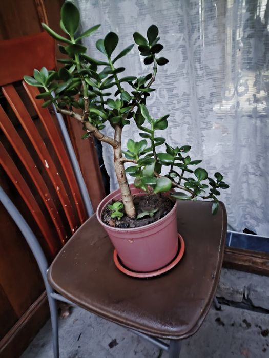 Домашние цветы , очень красивые