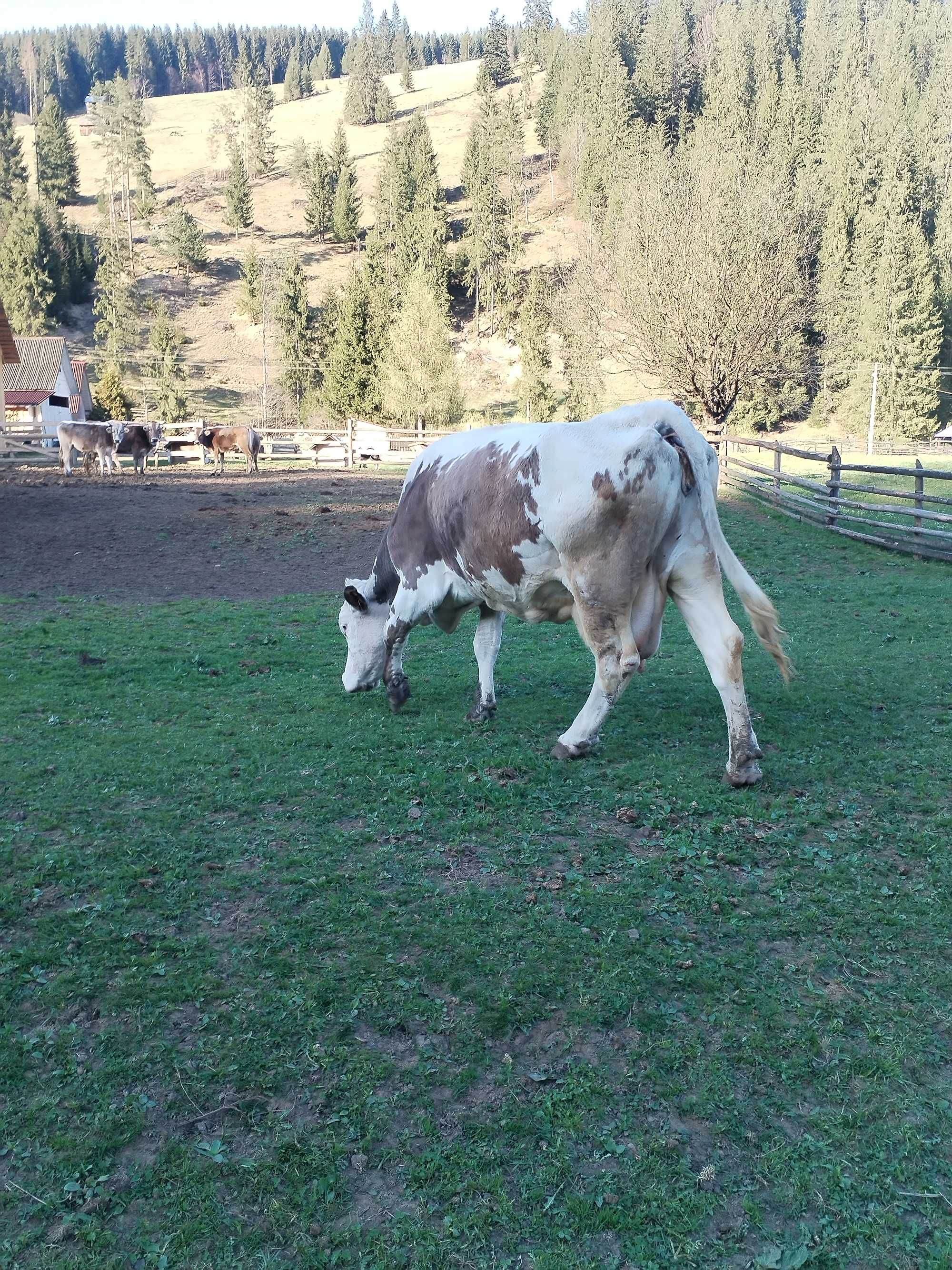 Vaca bălțată  buna de lapte