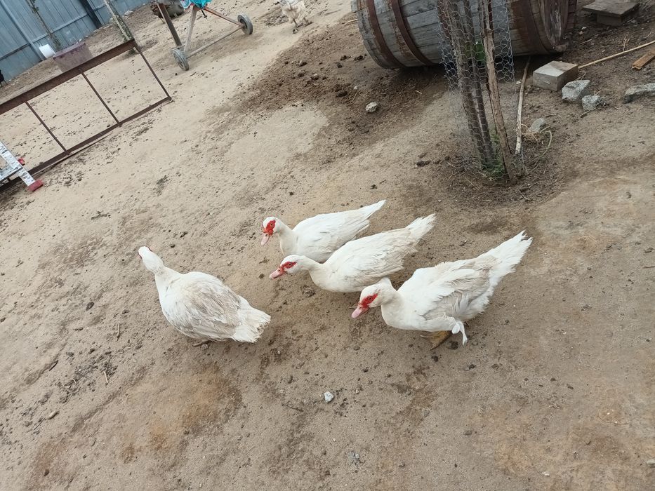 Găini, rațe mute, gâște leșești.