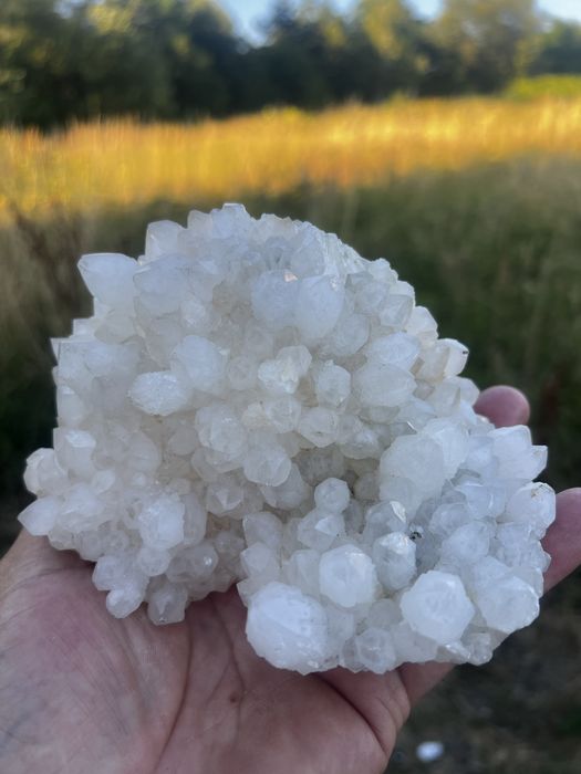 Flori de minâ de vanzare pentru de la la telefon