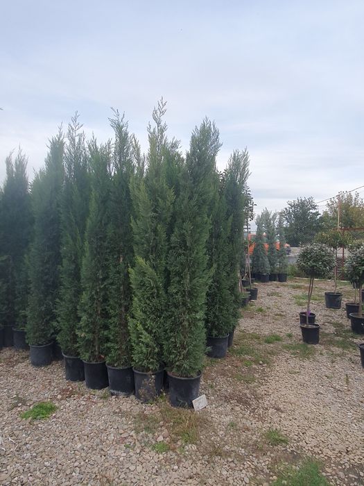 Leylandii 2.5m - 3m la ghiveci, calitate premium, gard viu