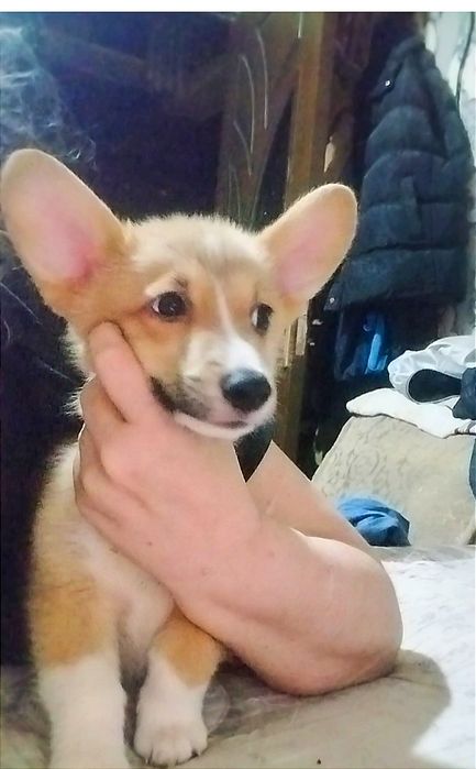 В продаже щенки вельш пемброк корги корги.