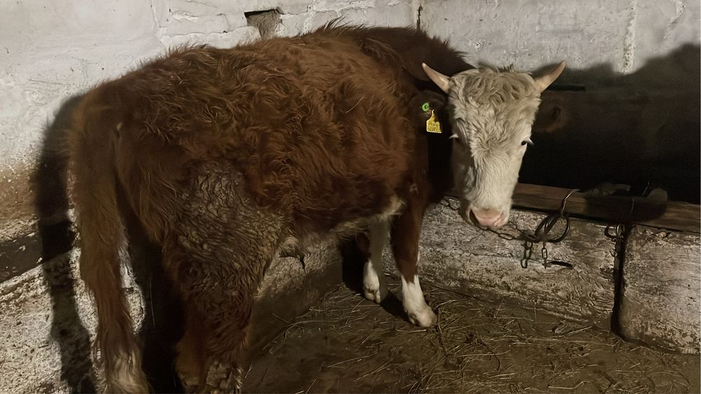 кастраты 1,5 годовалые