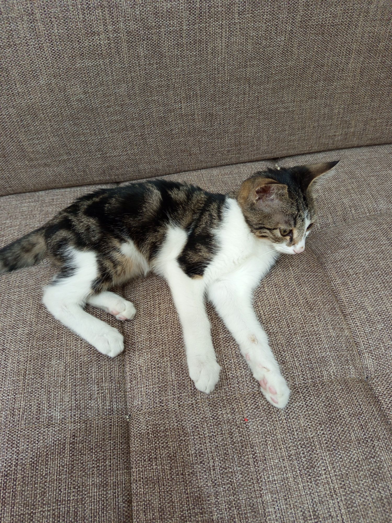 Отдам котенка в хорошие руки