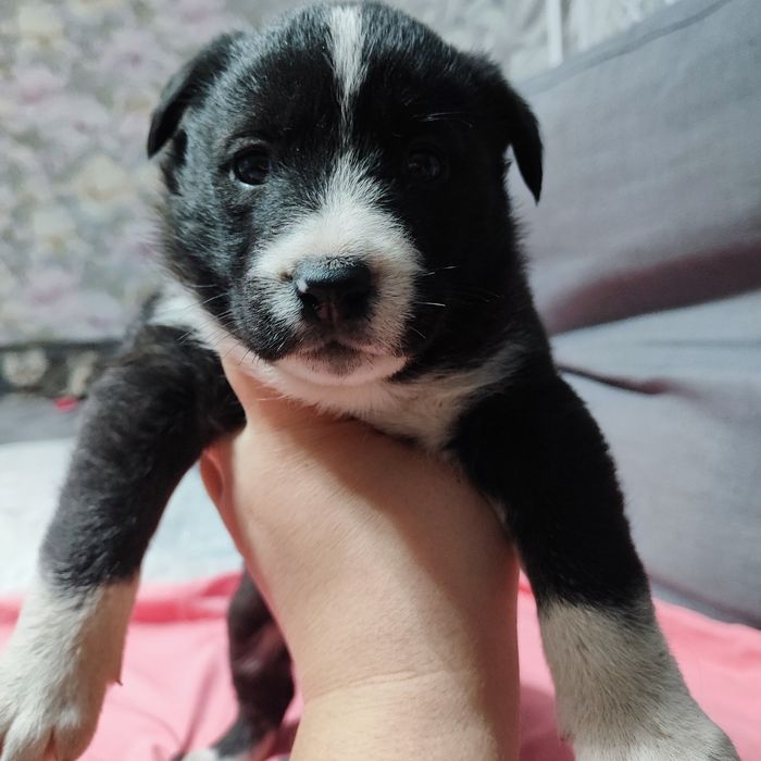 Щенки лайки ищут семью