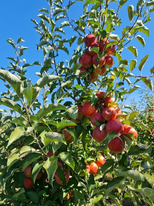 Mere livadă proprie calitatea I