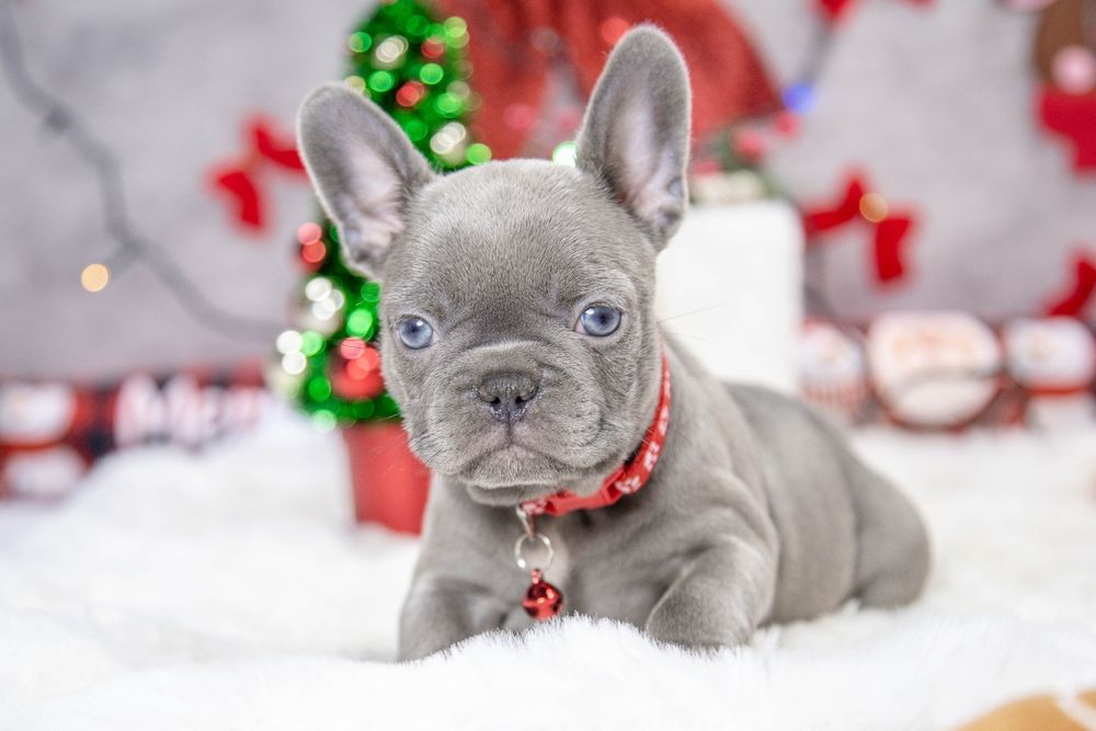 bulldog francez lilac