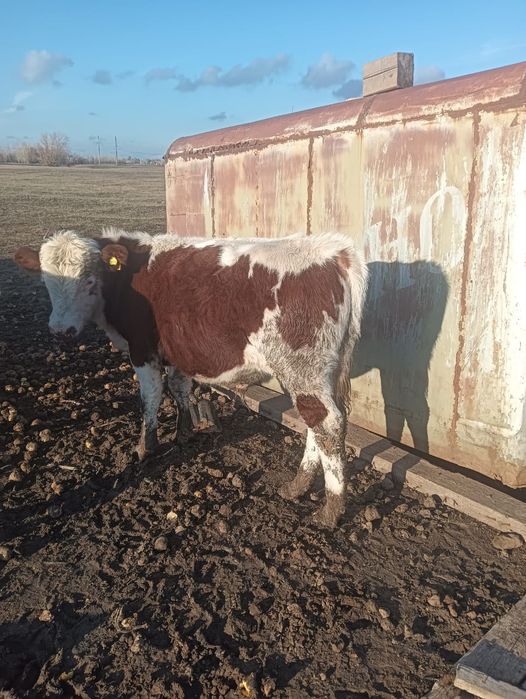 Подсос бұқалар 10 бас