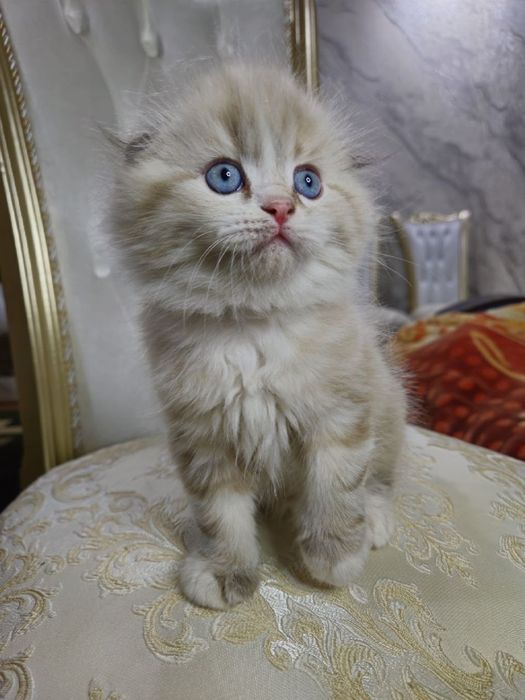 Хайланд фолд мальчик, мушукча хайланд фолд угил бола