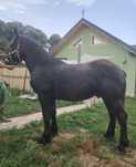 Mânz de un an și două luni Sange Rece Unguresc cu Percheron