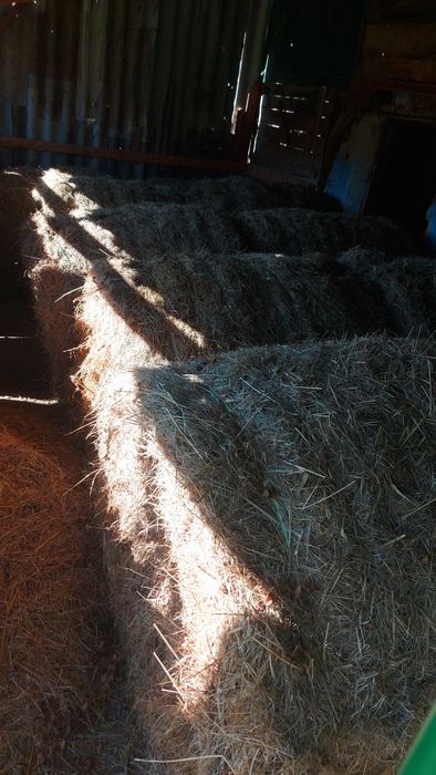 Baloti de lucerna si otrava