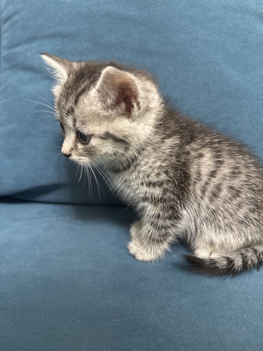 Продам красивого котенка