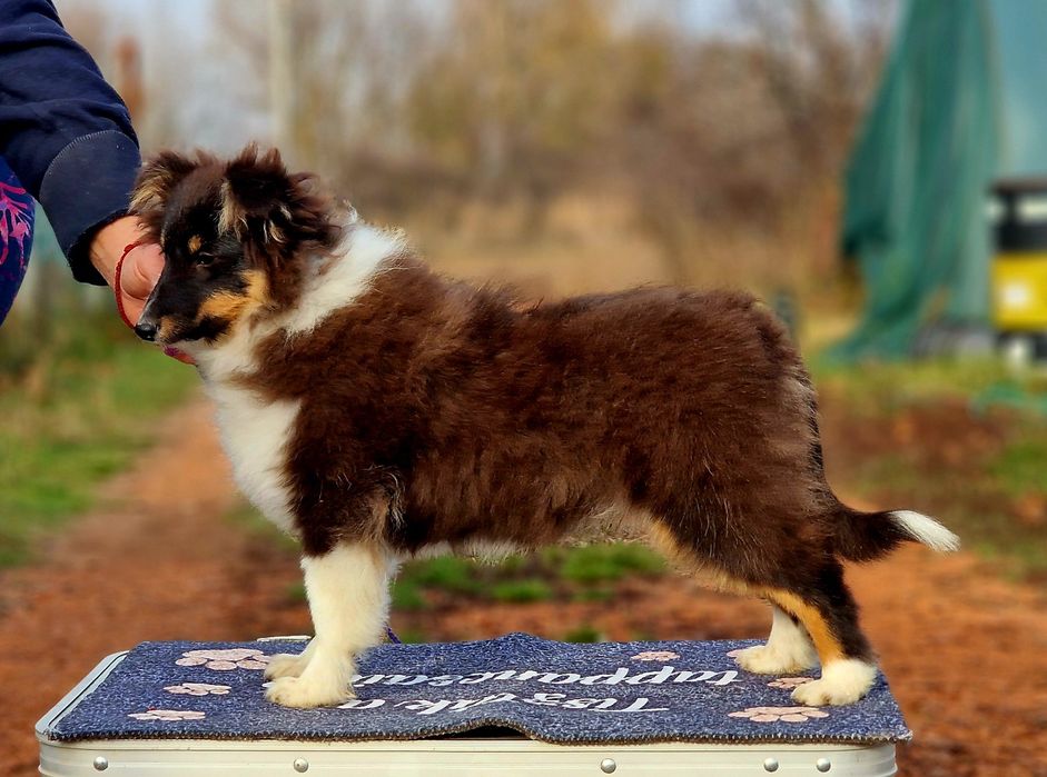 Sheltie femela (shetland sheepdog)