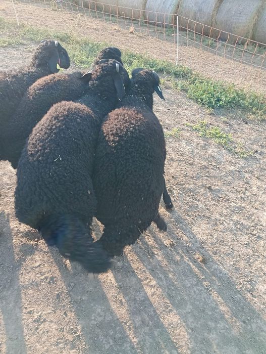 Miei lapte karakul de vânzare