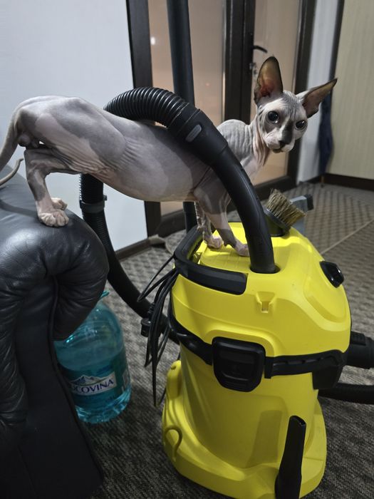 Se vinde motănel rasa sphinx