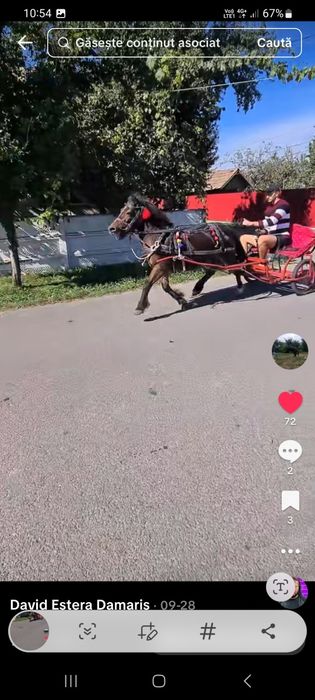 De vânzare ponei cuminte