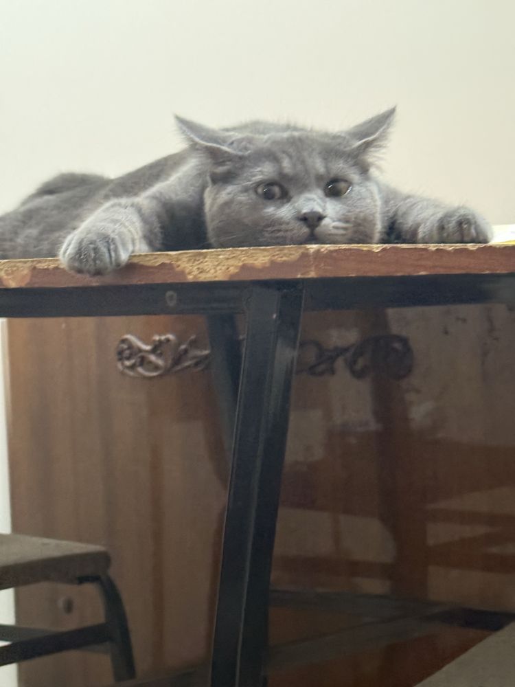 Кот для вязки. Скоттиш страйт