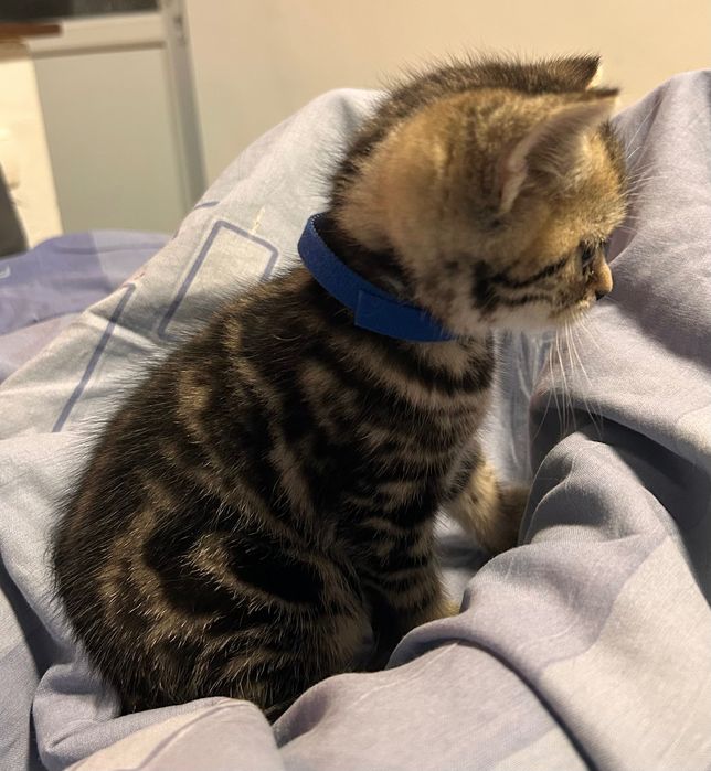 Британски котета