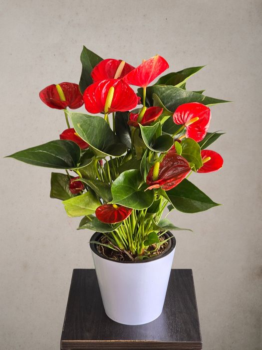 Антуриум  (Мужское Счастье) орхидея цветы гуллар орхидеи