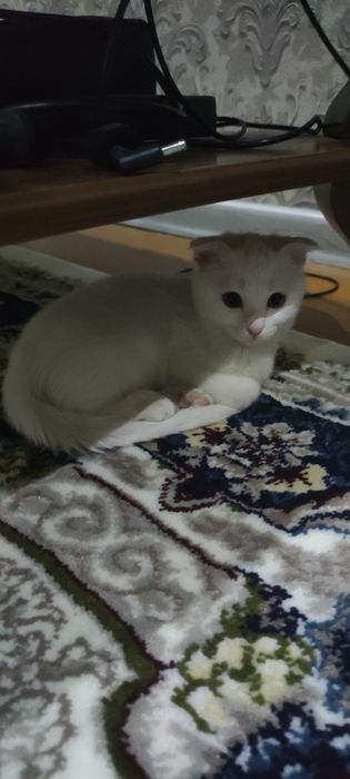 Девочка Умный/aqilliy mushuk 2oyli. 2 месяца.