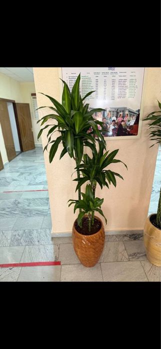 Tuvak gullariga parvarish xizmati!